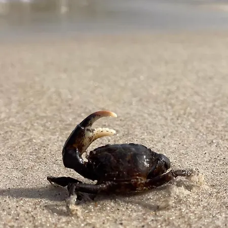 Apartamento Apartamentyrogowo Com *